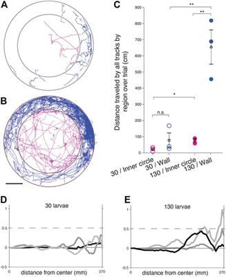 Larval Zebrafish Exhibit Collective Circulation in Confined Spaces